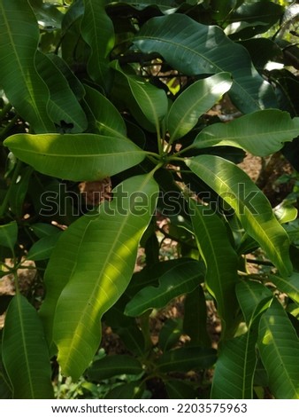 photo of mango leaves in the morning taken with high angle