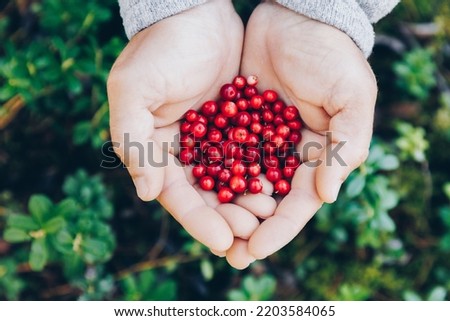 Lingonberry. Hands holding fresh red lingonberries on green woods background. Royalty-Free Stock Photo #2203584065