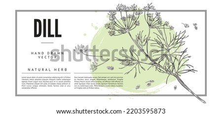 Dill natural spice and aromatic medicinal plant label or banner design, hand drawn vector illustration on white background. Banner with branch of dill in vintage style. Royalty-Free Stock Photo #2203595873