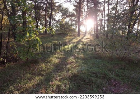 sunset in the forest. forest landscape with sunset. long shadows from trees.natural landscape. screensaver with natural scenery. walk in the forest. path between trees. tall pines. needles