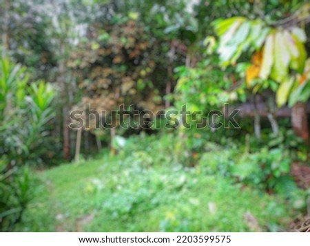 defocused abstract background of abandoned garden behind the house in the afternoon during the rainy season