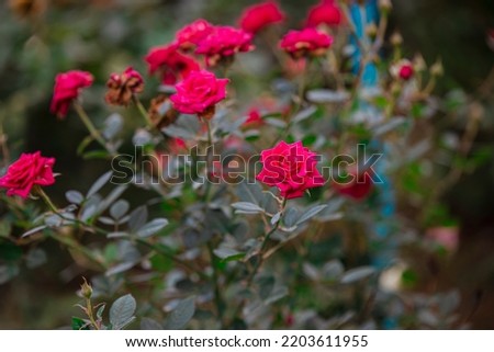 Natural flowers, beautiful flowers. Colorful flower make me like live on heaven. Beautiful early spring flower. Delicate flowers for women's day. Quality picture. Copy space for text.