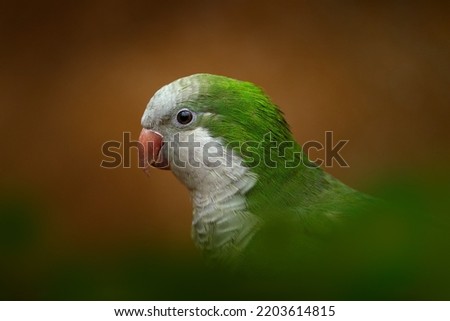 Parrot, green white detail close-up portrait. Monk parakeet, Myiopsitta monachus, in the dark forest. Quaker parrot from Santa Fé, Argentina, South America. Green parrot portrait.