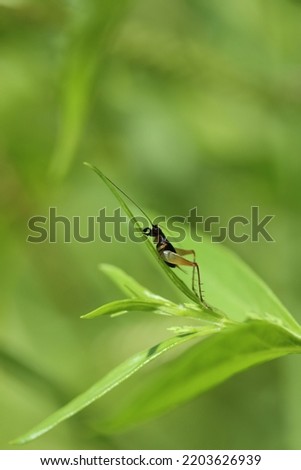 Swordtail Cricket Trigonidium cicindeloides close up macro