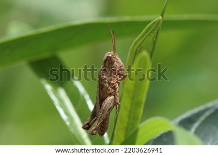 Brown Stone Grasshopper close up macro view