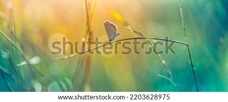 Amazing nature banner. Panoramic closeup, autumn grass meadow majestic sunset light over butterfly dream background. Beautiful inspirational natural macro. Bright colorful abstract blur bokeh sunlight