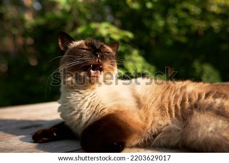Pleading sleepy Siamese cat lying outside house on wooden bench meowing asking to feed him, pictured with closed eyes and opened mouth, showing fangs and long tongue. Domestic animals, pets