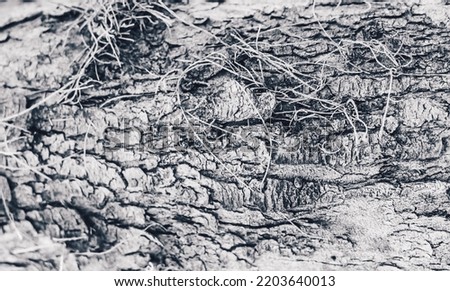 BANNER Close-up shot Hard wood outer layer of pine bark tissue surface stem. Horizontal. Texture light dark white black colour abstract background. Beauty power in nature. More mood collection stock