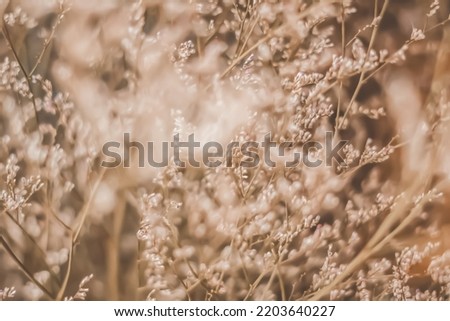 Contrast Ochre Brown pink light. Abstract real nature photo background. Macro meadow field grass flower wheat herb. Seasons autumn winter spring summer tone stock collection. Blur vintage effect