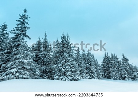 Winter weather with snowdrifts and fog in the mountain spruce forest. Trees curved under the weight of snow. High quality photo