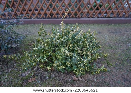 Euonymus fortunei 'Sunspot' in the garden in winter. Euonymus fortunei, the spindle, Fortune's spindle, winter creeper or wintercreeper, is a species of flowering plant in the family Celastraceae.  Royalty-Free Stock Photo #2203645621
