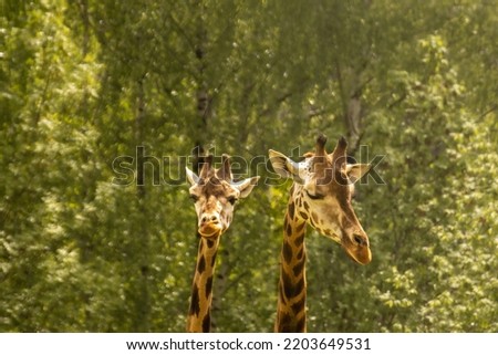 nature giraffe head and neck