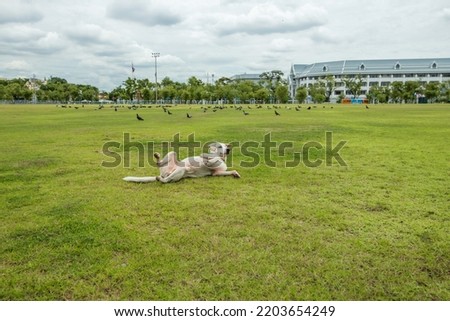 A Cute white dog playing on the Manila Grass in the park.