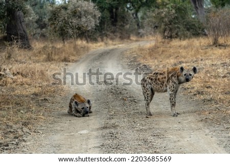 A wonderful closeup of spotted hyenas in the savanna