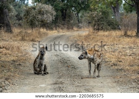 A wonderful closeup of spotted hyenas in the savanna