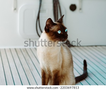 curious siamese cat beautiful grown up on deck of boat or yacht teack wood floor Royalty-Free Stock Photo #2203697813