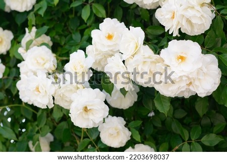 Beautiful blooming rose bush with white flowers outdoors