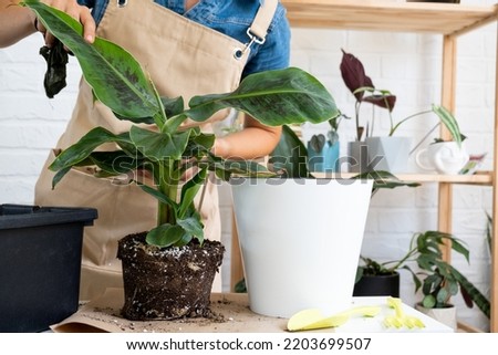 Transplanting a home potted plant banana palm Musa into a pot with automatic watering. Replant in a new ground, women's hands caring for a tropical plant, hobbies and environment Royalty-Free Stock Photo #2203699507
