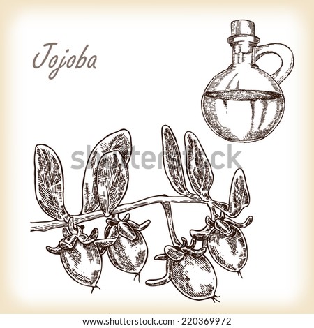 Jojoba fruit with glass jar. Hand drawn vector illustration in sketch style