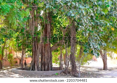 Banyan tree in the park