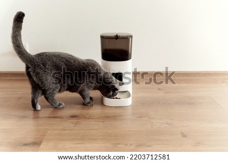 smart cat feeder Scottish cat is waiting for food. feeder for pets. automatic feeding of pet food. modern technologies. feed in the feeder. nutrition by time. domestic cat Royalty-Free Stock Photo #2203712581