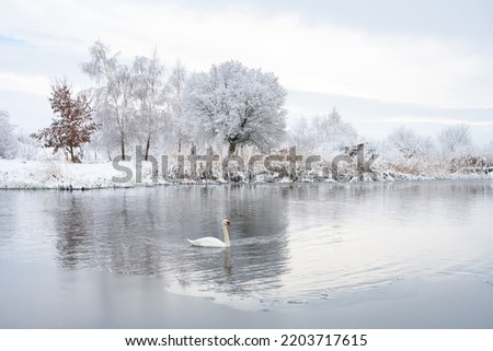 Alone white swan swim in the winter lake water in sunrise time. Frosty snowy trees on background. Animal photography Royalty-Free Stock Photo #2203717615