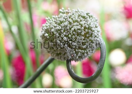 Allium flower in a beautiful flower arrangement