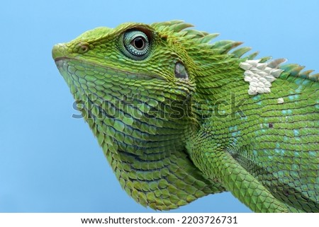 Closeup head of Green lizard with blue background, Green lizard closeup head, Closeup head Jubata Lizard Royalty-Free Stock Photo #2203726731