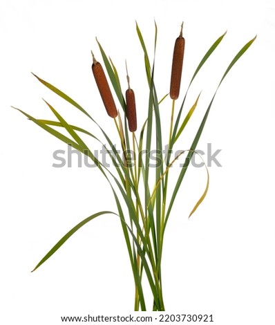 Three high reeds and cattail dry plant isolated against white background Royalty-Free Stock Photo #2203730921