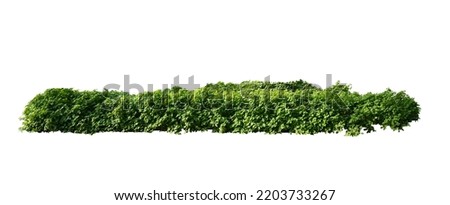 Long shape green bush isolated on white background Royalty-Free Stock Photo #2203733267