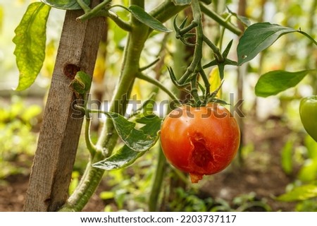 Tomato in a greenhouse damaged by pests and diseases. hole in a ripening tomato.