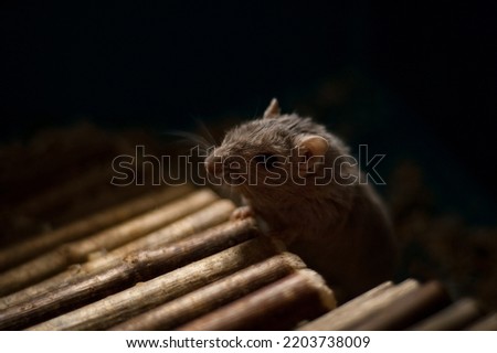 close up of a gerbil mouse