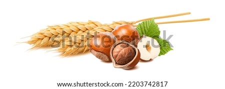 Hazelnuts and wheat isolated on white background. Set for cookies and cereal. Package design element with clipping path
