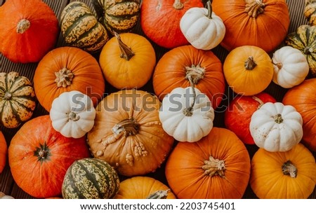 Many different colourful pumpkins are on wooden floor. Top view. Halloween and harvest concept. Royalty-Free Stock Photo #2203745401