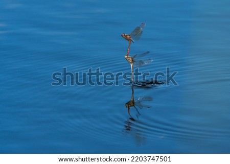 Mating Vagrant Darter dragonflies flying low over blue water while laying eggs Royalty-Free Stock Photo #2203747501