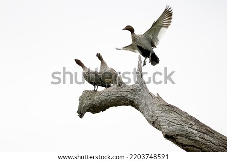 Ducks on a branch with one one joining