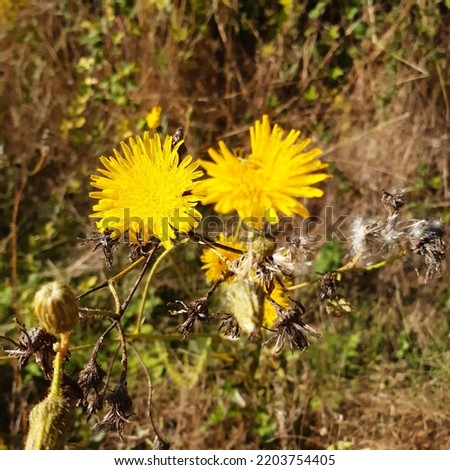 Yellow flower of Perennial sow thistle ( latin Sonchus arvensis) he field milk thistle, field sowthistle, perennial sow-thistle, corn sow thistle, dindle, gutweed,  plant in the family Asteraceae