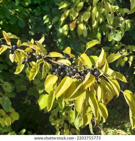Poisonous black berries of privet shrub (latin Ligustrum vulgare).A privet is a flowering plant in the genus Ligustrum deciduous or evergreen shrubs. In Luton, Bedfordshire, England.   Royalty-Free Stock Photo #2203755773