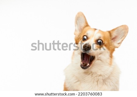 Studio shot of Welsh corgi Pembroke catching a treat. The dog is isolated on a white background. Funny dog face. Royalty-Free Stock Photo #2203760083