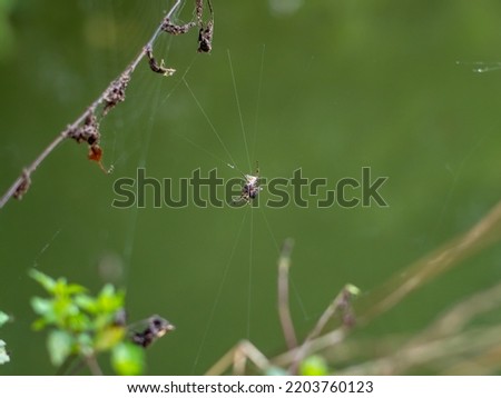 Big spider is hanging in a cobweb. The insect is staying in the middle of the web. Close-up of the single animal in its environment. The spider is spinning a net cobweb next to a small pond. Royalty-Free Stock Photo #2203760123
