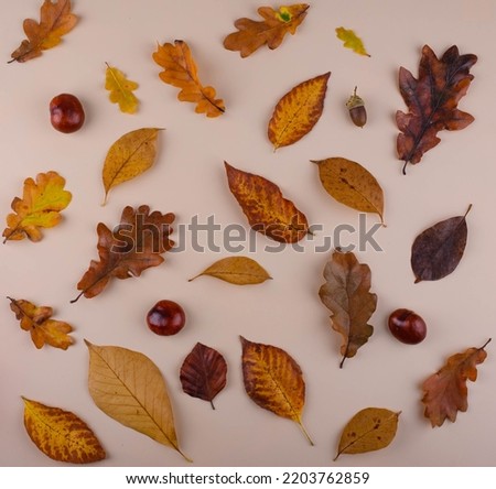 Autumn background with dry leaves.