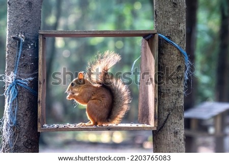 A beautiful funny squirrel in the park. A squirrel eats food in a feeder. Squirrel and the city landscape. color nature