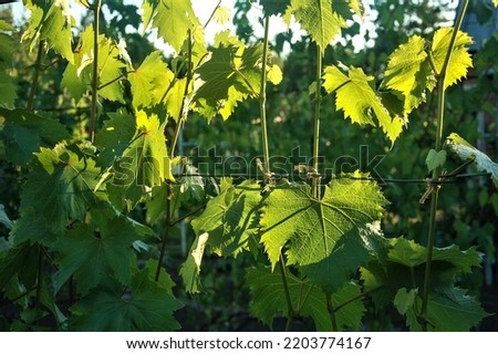 green grape leaves on a sunny day