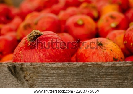 multicolored bright pumpkins, autumn background with seasonal products, inspiration for autumn, halloween