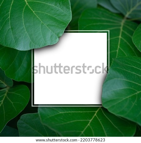 exotic close-up tropical botanical  background fresh green round leaves plant foliage with white square shape copy space.concept idea for wallpaper,backdrop,natural leaf design.