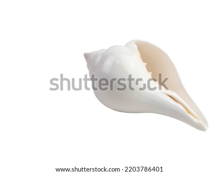 White conch shell with oranges isolated on white background with clipping path. Royalty-Free Stock Photo #2203786401