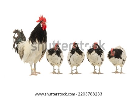 singing rooster with hens isolated against white background