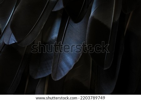 India, 16 September, 2022 : Beautiful black and white color bird feathers seamless abstract lines pattern texture natural background image concept, Beautiful color contrast, Dark modern background.