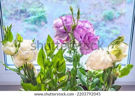 Close-up of lilac and white eustoma flowers and unopened buds on green stems against a window.