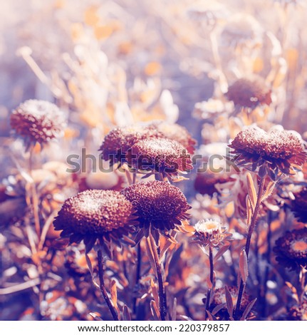 Vintage photo of  beautiful flowers/ Autumn  flowers toned image